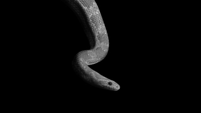 18 Spiritual Meanings When You Dream About Pooping