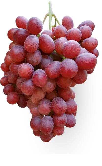 Allison Bloom's X-Rated Secrets