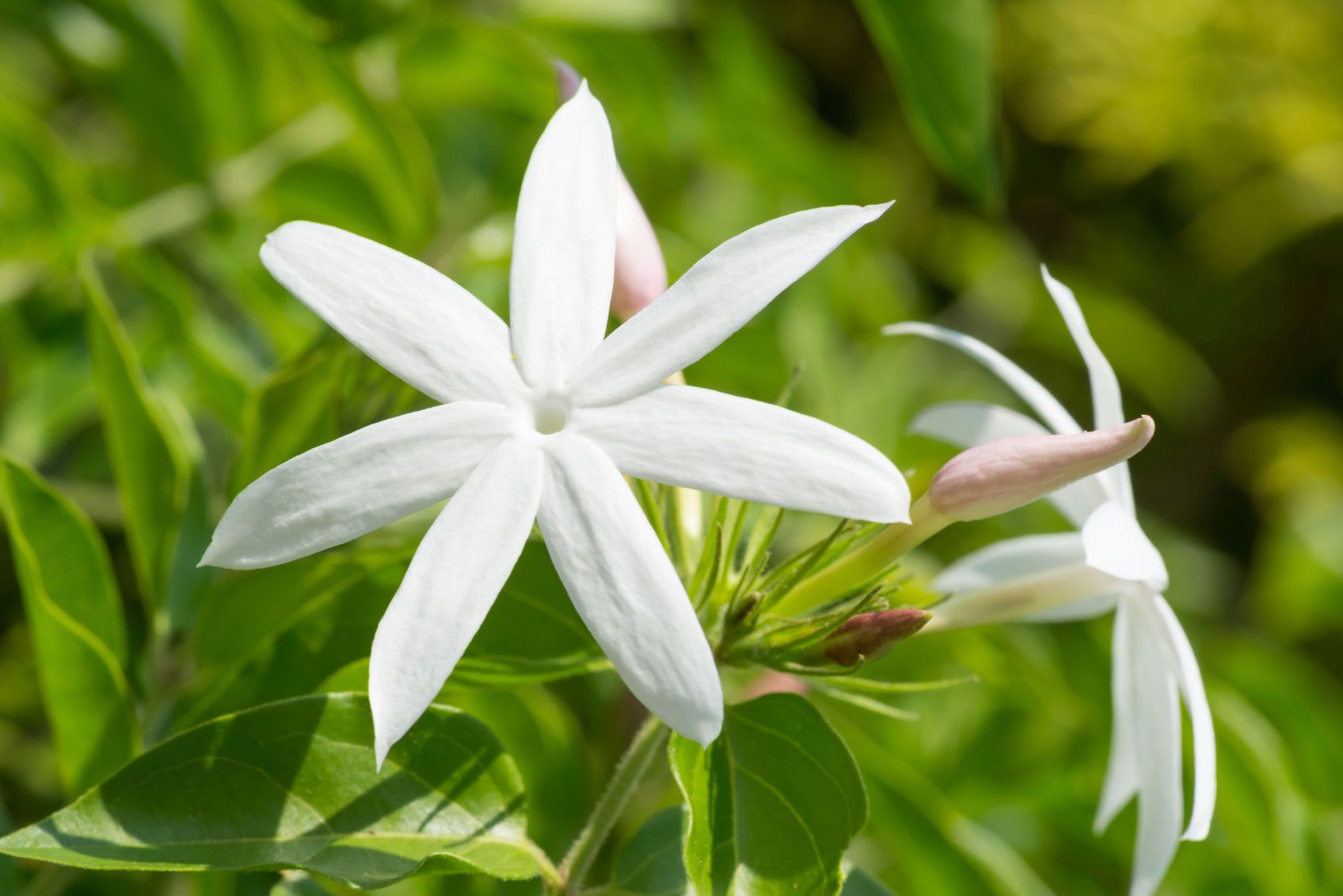 Common Jasmine Varieties What Are Some Different Types Of Jasmine Plants Chameli Flower And Common Jasmine Varieties What Are Some Different Types Of Jasmine Plants Chameli Flower And