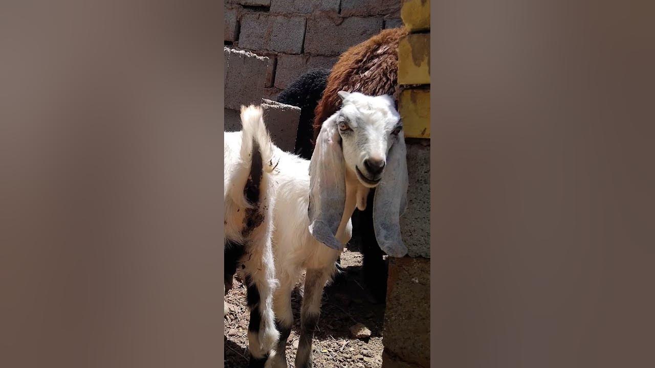 Mthoec's Leaked Videos: A Scandalous Review